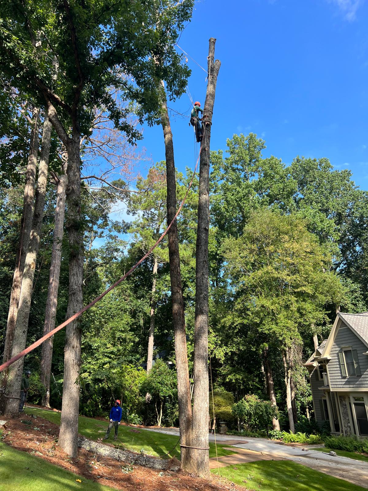 MMP Tree Service crew addressing a hazard tree near power lines in North Georgia